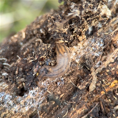 Ambigolimax sp. (valentius and waterstoni) (Striped Field Slug) at Jerrabomberra, NSW - 13 Aug 2025 by Hejor1