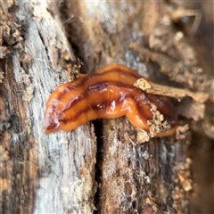 Anzoplana trilineata (A Flatworm) at Jerrabomberra, NSW - 13 Aug 2025 by Hejor1