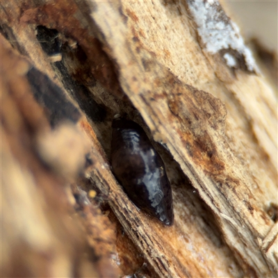 Milax gagates (Black-keeled Slug) at Jerrabomberra, NSW - 13 Aug 2025 by Hejor1