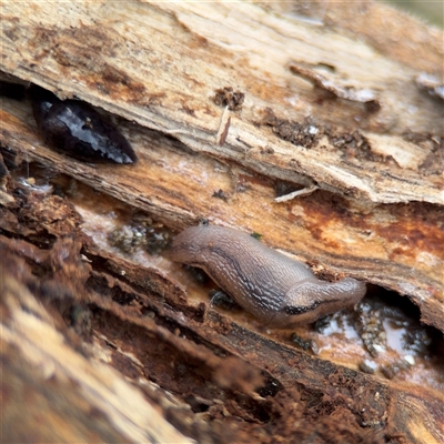 Ambigolimax sp. (valentius and waterstoni) (Striped Field Slug) at Jerrabomberra, NSW - 13 Aug 2025 by Hejor1
