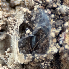 Gnaphosidae (family) at Jerrabomberra, NSW - 13 Aug 2025 by Hejor1