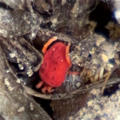 Trombidiidae (family) (Red velvet mite) at Jerrabomberra, NSW - 13 Aug 2025 by Hejor1
