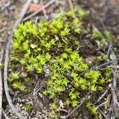 Barbula sp. at Jerrabomberra, NSW - 13 Aug 2025 by Hejor1