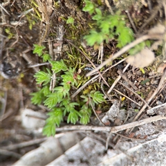 Crassula sp. (Crassula) at Jerrabomberra, NSW - 13 Aug 2025 by Hejor1