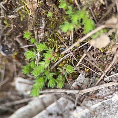 Crassula sp. (Crassula) at Jerrabomberra, NSW - 13 Aug 2025 by Hejor1