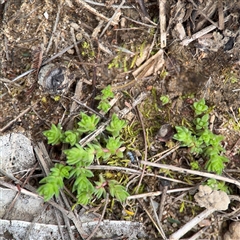 Crassula sp. at Jerrabomberra, NSW - 13 Aug 2025 02:43 PM