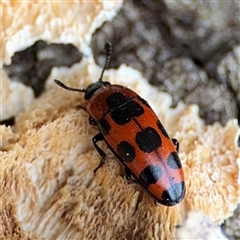 Episcaphula australis (Fungus beetle) at Jerrabomberra, NSW - 13 Aug 2025 by Hejor1