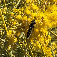 Melangyna viridiceps (Hover fly) at Russell, ACT - 12 Aug 2025 by Hejor1
