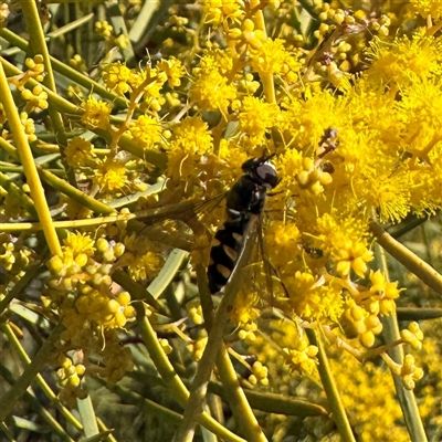Melangyna viridiceps (Hover fly) at Russell, ACT - 12 Aug 2025 by Hejor1