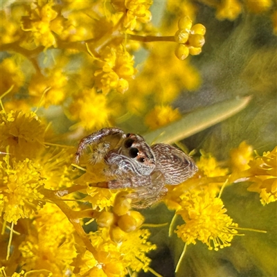 Opisthoncus sp. (genus) (Opisthoncus jumping spider) at Russell, ACT - 12 Aug 2025 by Hejor1