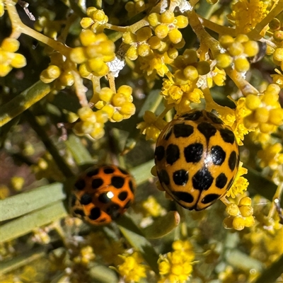 Harmonia conformis (Common Spotted Ladybird) at Russell, ACT - 12 Aug 2025 by Hejor1