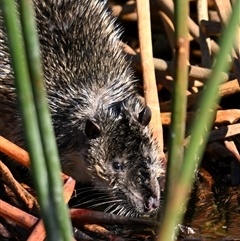 Hydromys chrysogaster (Rakali or Water Rat) at Kingston, ACT - 12 Aug 2025 by davidcunninghamwildlife