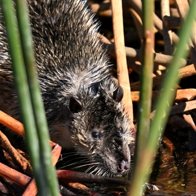 Hydromys chrysogaster (Rakali or Water Rat) at Kingston, ACT - 12 Aug 2025 by davidcunninghamwildlife