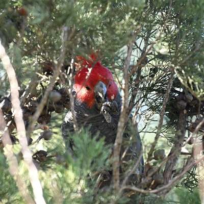 Callocephalon fimbriatum (Gang-gang Cockatoo) at Kingston, ACT - 12 Aug 2025 by davidcunninghamwildlife