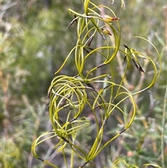 Caustis flexuosa (Curly Wigs) at Sassafras, NSW - 13 Aug 2025 by JaneR