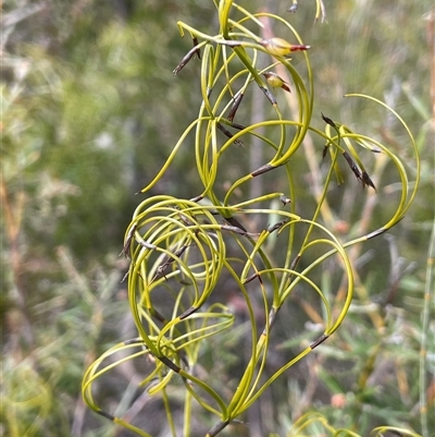Caustis flexuosa (Curly Wigs) at Sassafras, NSW - 13 Aug 2025 by JaneR