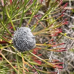 Isopogon anethifolius at Sassafras, NSW - 13 Aug 2025 by JaneR