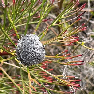 Isopogon anethifolius at Sassafras, NSW - 13 Aug 2025 by JaneR