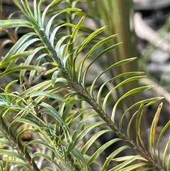 Lomandra obliqua (Twisted Matrush) at Sassafras, NSW - 13 Aug 2025 by JaneR