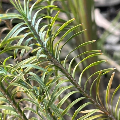 Lomandra obliqua (Twisted Matrush) at Sassafras, NSW - 13 Aug 2025 by JaneR