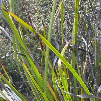 Lepidosperma laterale (Variable Sword Sedge) at Sassafras, NSW - 13 Aug 2025 by JaneR