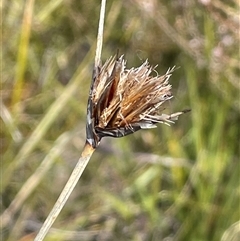 Chaetospora turbinata (Top Bog-sedge) at Sassafras, NSW - 13 Aug 2025 by JaneR