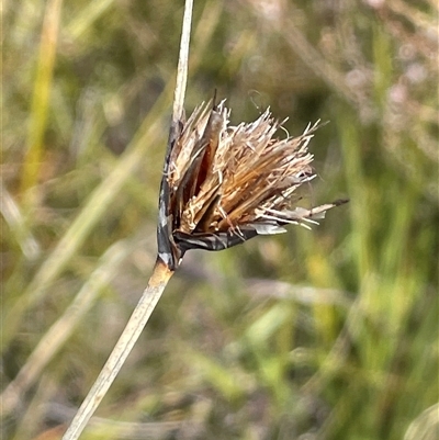 Chaetospora turbinata (Top Bog-sedge) at Sassafras, NSW - 13 Aug 2025 by JaneR