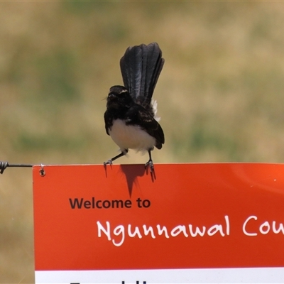Rhipidura leucophrys (Willie Wagtail) at Franklin, ACT - 3 Feb 2021 by AndyRoo