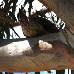 Anthochaera carunculata (Red Wattlebird) at Franklin, ACT - 3 Feb 2021 by AndyRoo