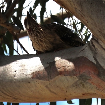 Anthochaera carunculata (Red Wattlebird) at Franklin, ACT - 3 Feb 2021 by AndyRoo