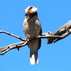 Dacelo novaeguineae (Laughing Kookaburra) at Franklin, ACT - 3 Feb 2021 by AndyRoo