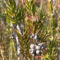 Melaleuca capitata (Sandstone Honey-Myrtle) at Sassafras, NSW - 13 Aug 2025 by JaneR