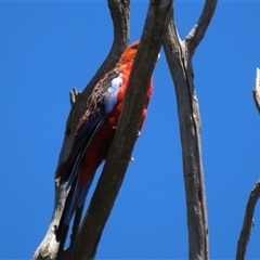 Platycercus elegans (Crimson Rosella) at Franklin, ACT - 3 Feb 2021 by AndyRoo