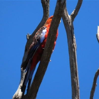 Platycercus elegans (Crimson Rosella) at Franklin, ACT - 3 Feb 2021 by AndyRoo