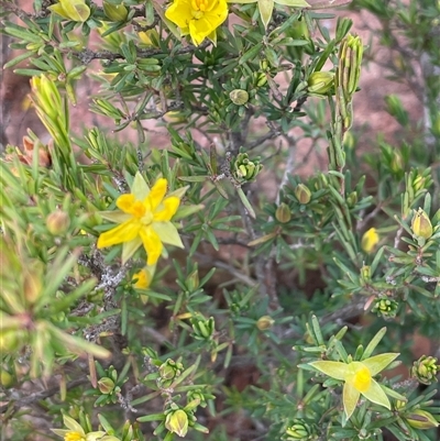 Hibbertia sp. at Boolijah, NSW - 13 Aug 2025 by JaneR