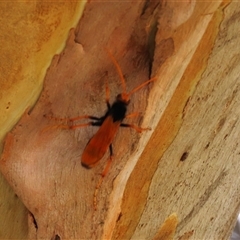 Cryptocheilus sp. (genus) (Spider wasp) at Franklin, ACT - 3 Feb 2021 by AndyRoo