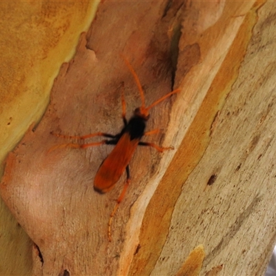 Cryptocheilus sp. (genus) (Spider wasp) at Franklin, ACT - 3 Feb 2021 by AndyRoo