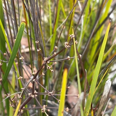Lomandra multiflora (Many-flowered Matrush) at Boolijah, NSW - 13 Aug 2025 by JaneR