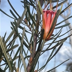 Lambertia formosa (Mountain Devil) at Boolijah, NSW - 13 Aug 2025 by JaneR