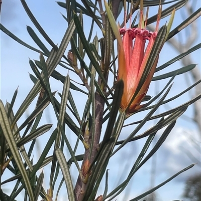 Lambertia formosa (Mountain Devil) at Boolijah, NSW - 13 Aug 2025 by JaneR
