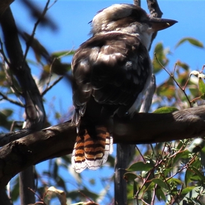 Dacelo novaeguineae (Laughing Kookaburra) at Franklin, ACT - 3 Feb 2021 by AndyRoo