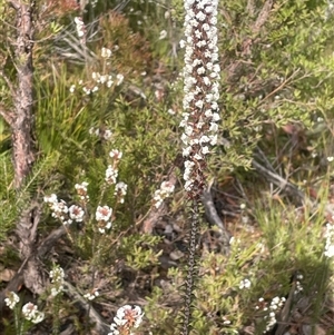 Woollsia pungens at Boolijah, NSW - 13 Aug 2025 02:02 PM