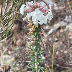 Woollsia pungens at Boolijah, NSW - 13 Aug 2025 02:02 PM