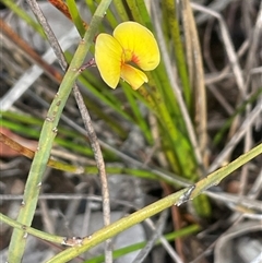 Bossiaea ensata (Sword Bossiaea) at Boolijah, NSW - 13 Aug 2025 by JaneR