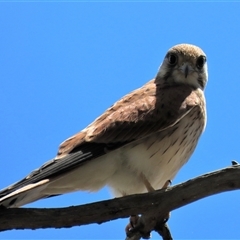 Falco cenchroides (Nankeen Kestrel) at Franklin, ACT - 3 Feb 2021 by AndyRoo
