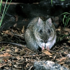 Potorous gilbertii (Gilbert’s Potoroo) by MichaelBedingfield