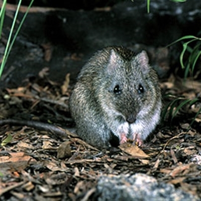 Potorous gilbertii (Gilbert’s Potoroo) at  - suppressed by MichaelBedingfield