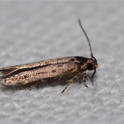 Gelechiidae (family) at  - suppressed by DianneClarke
