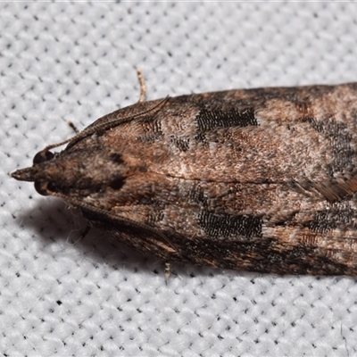 Thrincophora impletana (a Tortrix moth) at  - suppressed by DianneClarke