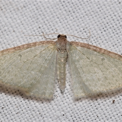 Poecilasthena pulchraria (Australian Cranberry Moth) at Jerrabomberra, NSW - 13 Aug 2025 by DianneClarke